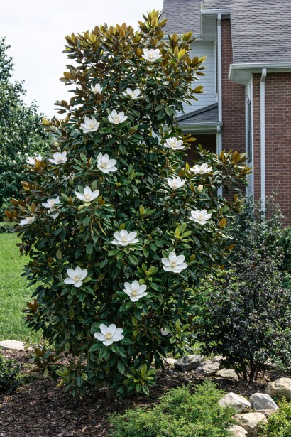 Магнолія великоквіткова Alta в саду